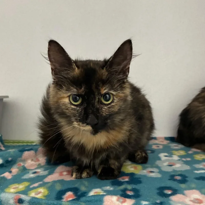 A baby medium-sized female Black Domestic Long Hair cat named Reese's for adoption in Franklin, NC