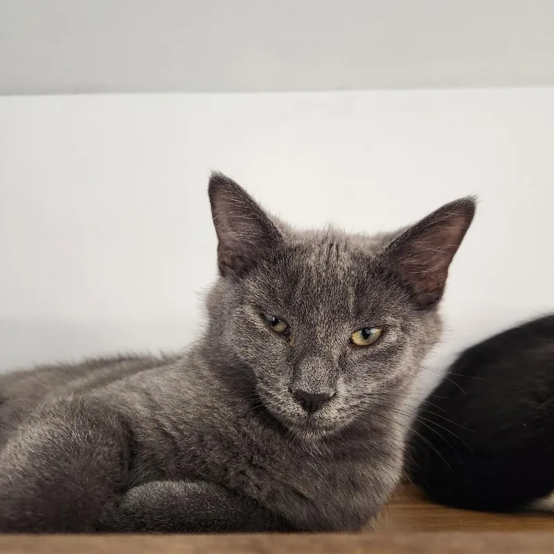 A baby small-sized male Gray / Blue / Silver Domestic Short Hair cat named Karev for adoption in Delaware, OH