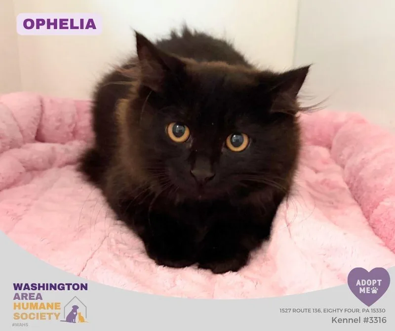 Ophelia