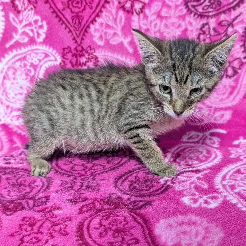 A baby small-sized female Brown / Chocolate Domestic Short Hair cat named Mindy for adoption in Jefferson city, TN