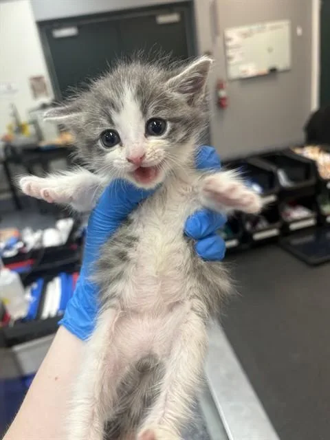 A baby small-sized female Domestic Short Hair cat named Brina for adoption in Thousand Palms, CA