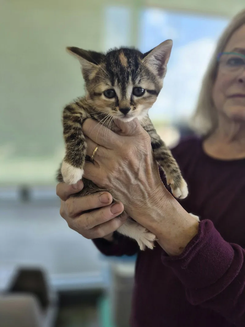 A baby small-sized female Domestic Short Hair cat named C Litter Nala for adoption in Livonia, MI