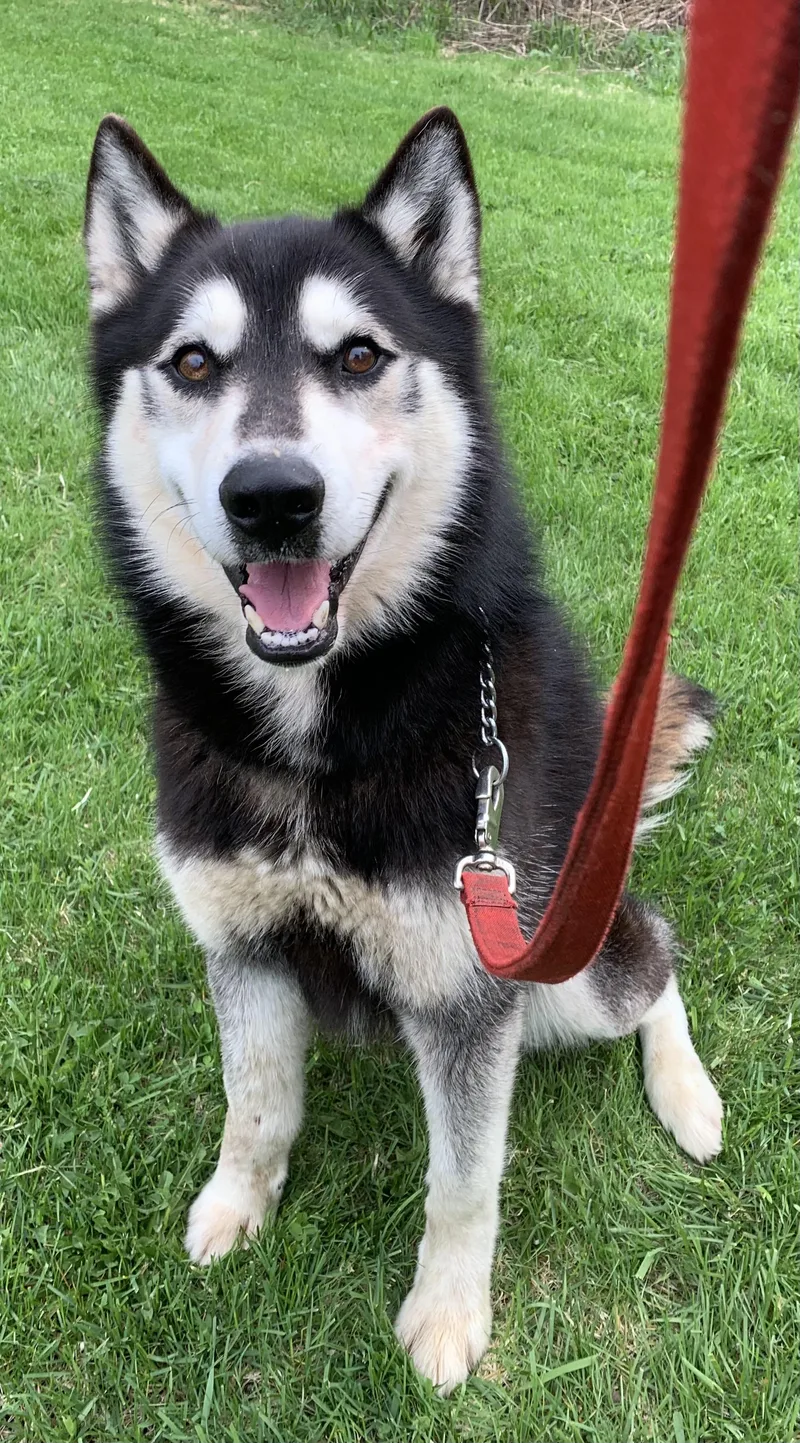 Niko