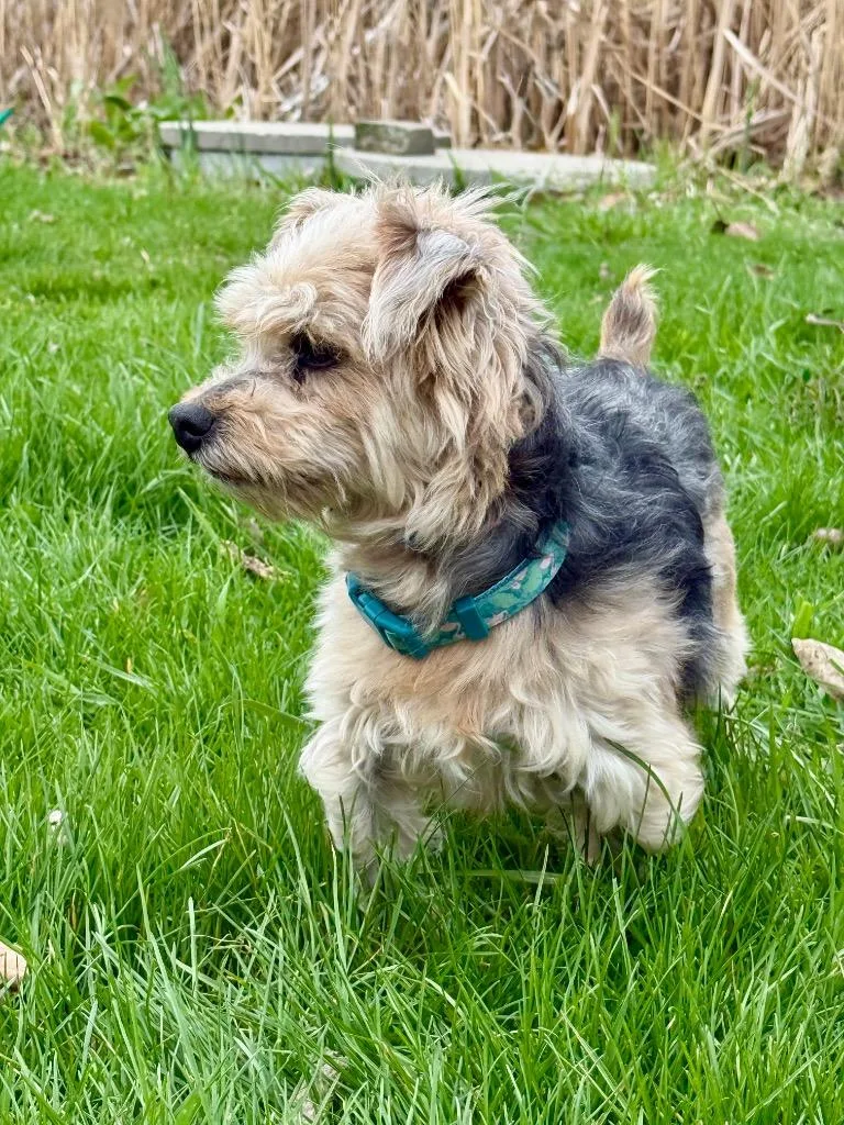 A senior small-sized male Yorkshire Terrier dog named Freddy for adoption in Shorewood, IL