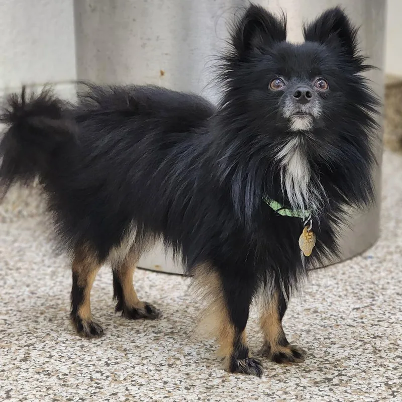 An adult small-sized male Black Mixed Breed dog named Stoat for adoption in Auburn, AL