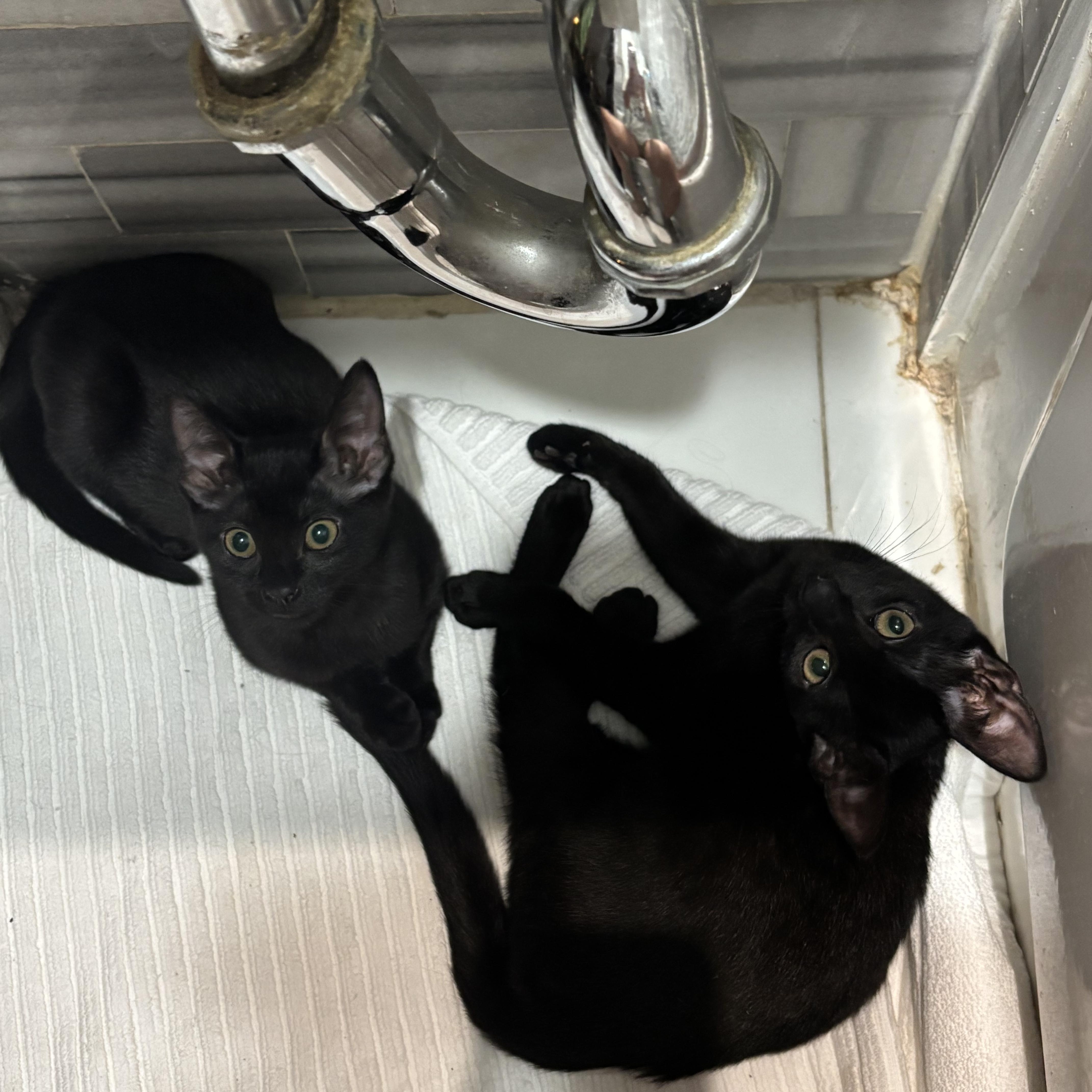 A young small-sized female Black American Shorthair cat named Meadow and Carmela for adoption in New York, NY