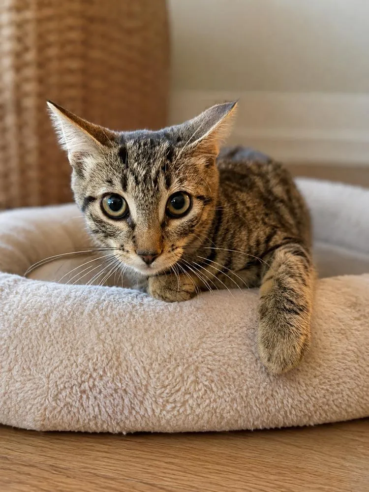 A baby small-sized male Tabby cat named Lynx for adoption in Calimesa, CA