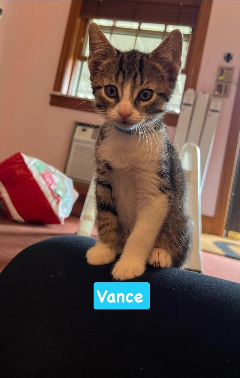A baby medium-sized male Tabby cat named Vance for adoption in Yardley, PA