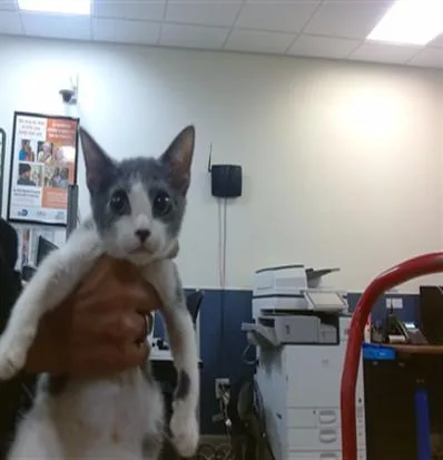 A baby small-sized female Domestic Short Hair cat named Rosy for adoption in Miami, FL