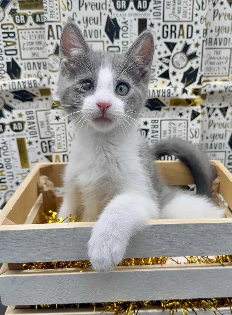 A baby medium-sized male Gray & White Domestic Medium Hair cat named Marley for adoption in HUNTINGTON BEACH, CA