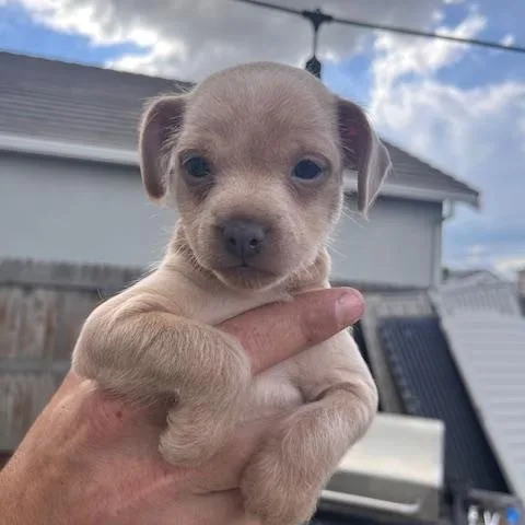 A baby small-sized female Chihuahua dog named Maria for adoption in Lodi, CA