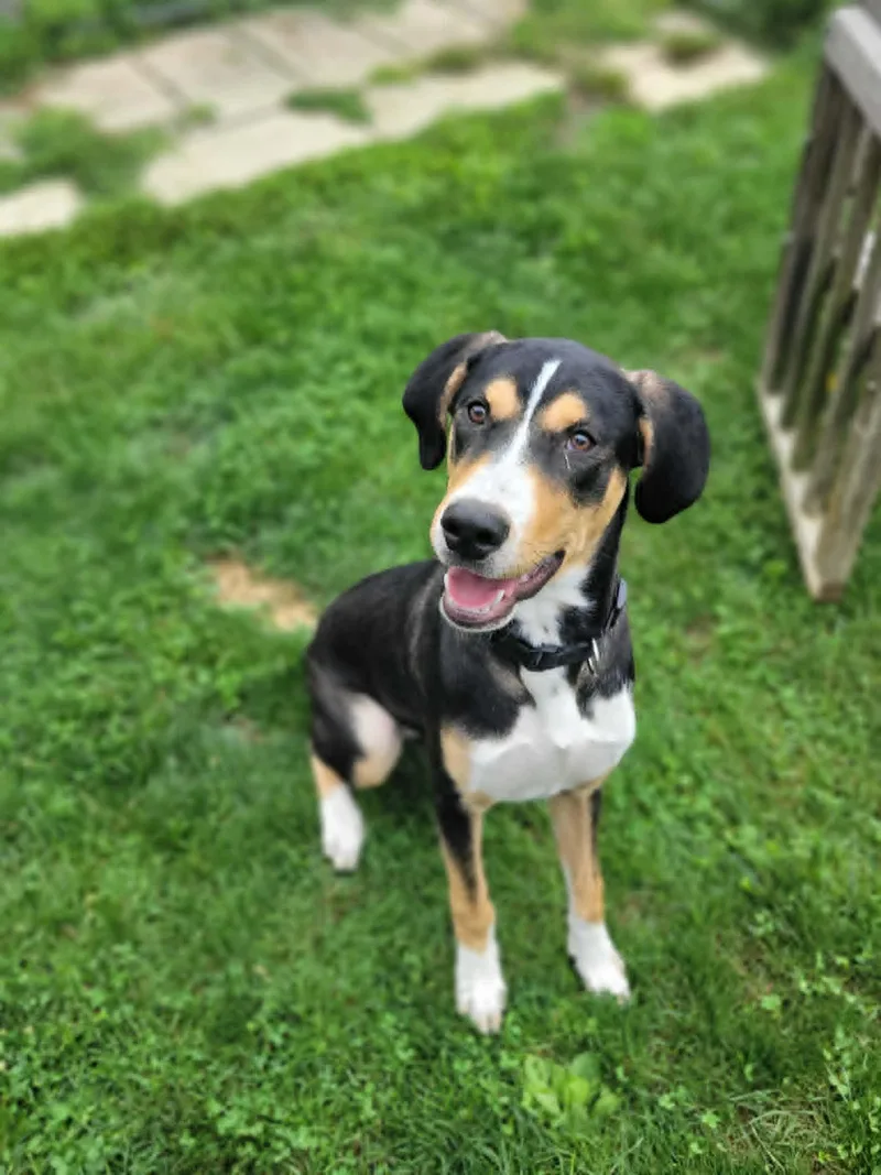 A young medium-sized male Bicolor Hound dog named Dixon for adoption in Chambersburg, PA