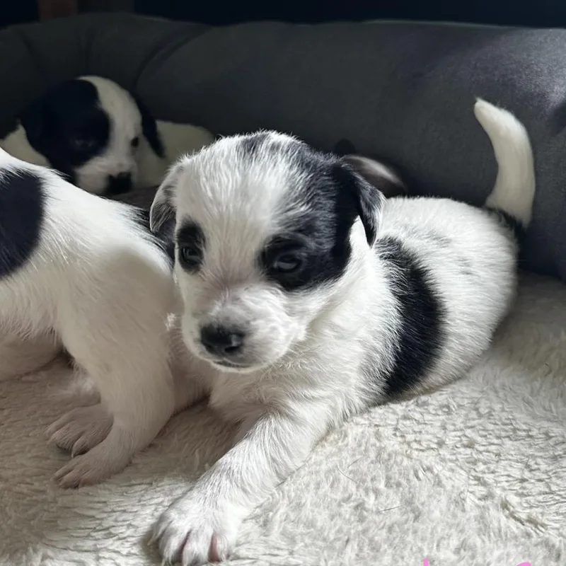 A baby small-sized male White / Cream Mixed Breed dog named Chase for adoption in Hinsdale, IL