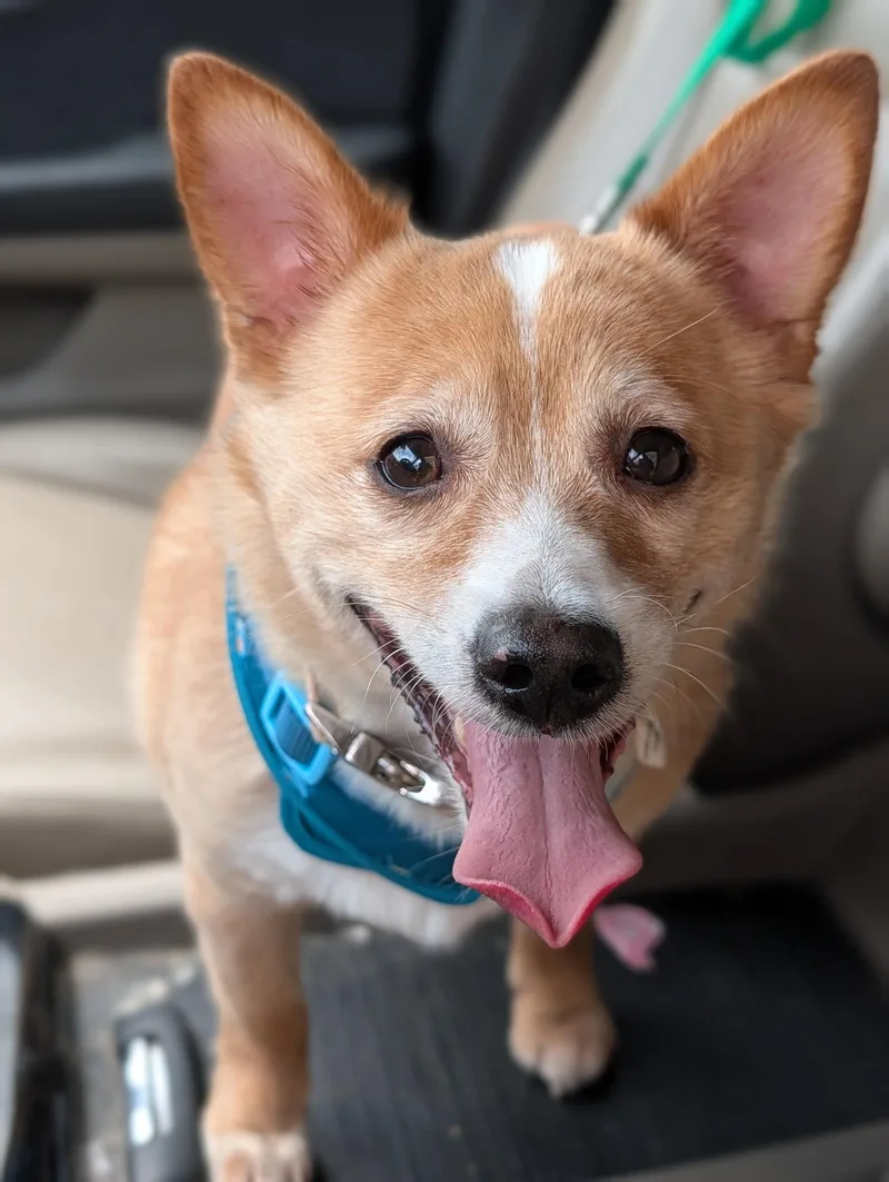 An adult small-sized male Corgi dog named Chubbs No More Applications for adoption in Oakhurst, NJ