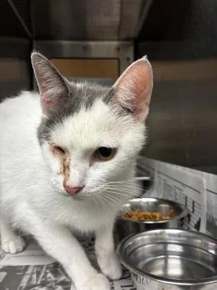 An adult medium-sized female White Domestic Short Hair cat named Gaia for adoption in Wichita, KS
