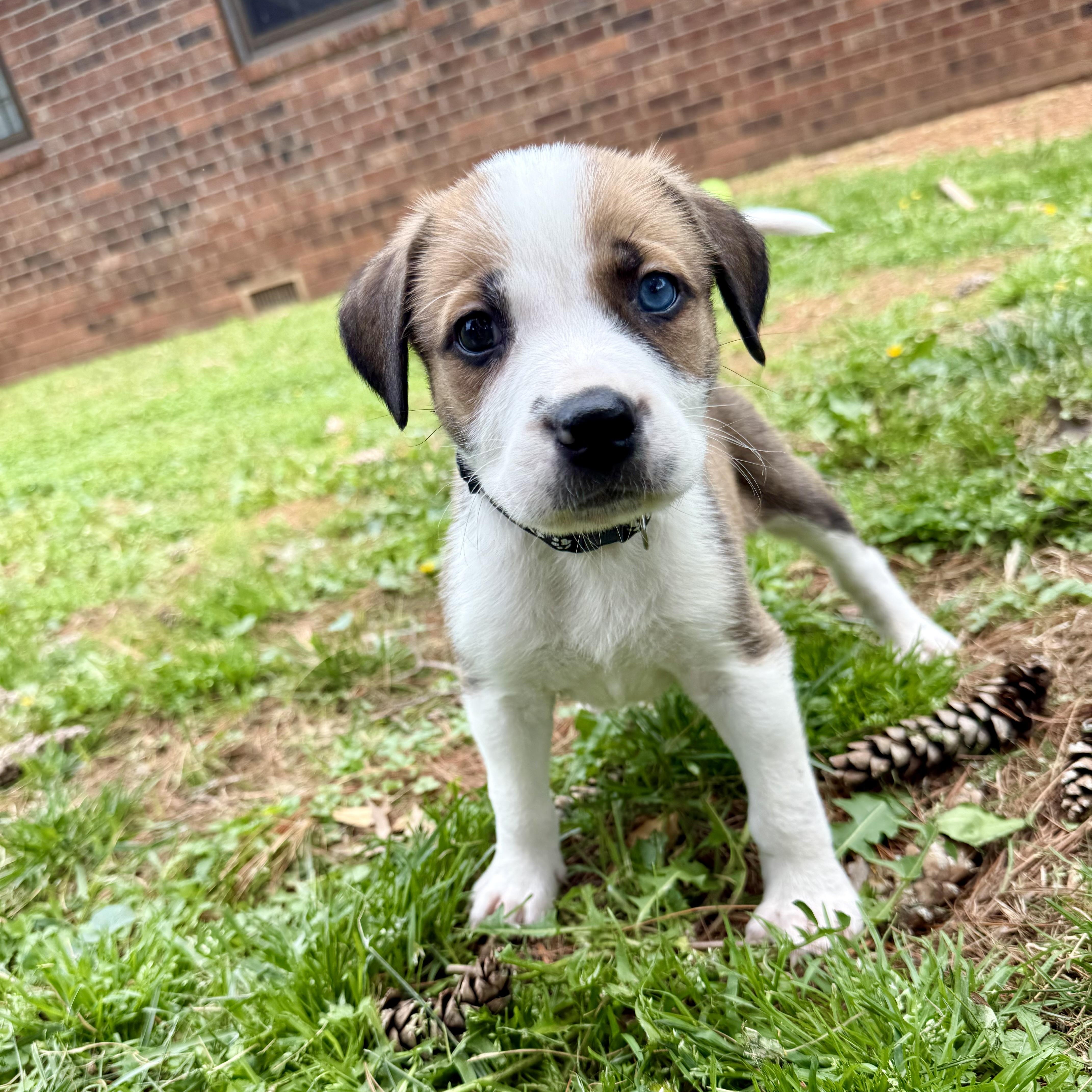 A baby large-sized male Anatolian Shepherd dog named Finn for adoption in Springfield, MO