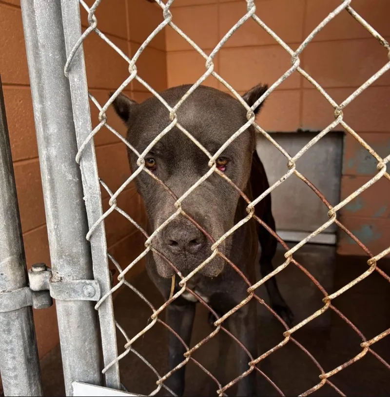 An adult medium-sized male Cane Corso dog named Frey for adoption in Gautier, MS