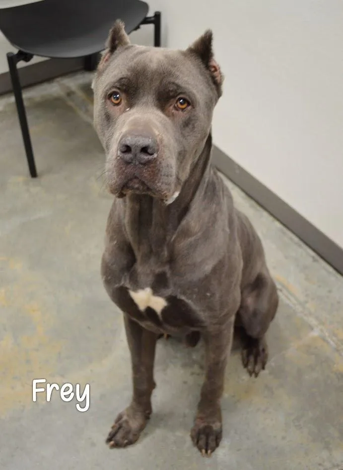 Frey thumbnail 3