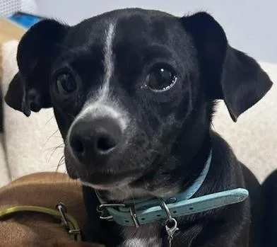 An adult small-sized male Black Chihuahua dog named Mr. Mittens for adoption in Liverpool, TX