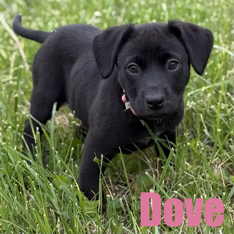 Dove
