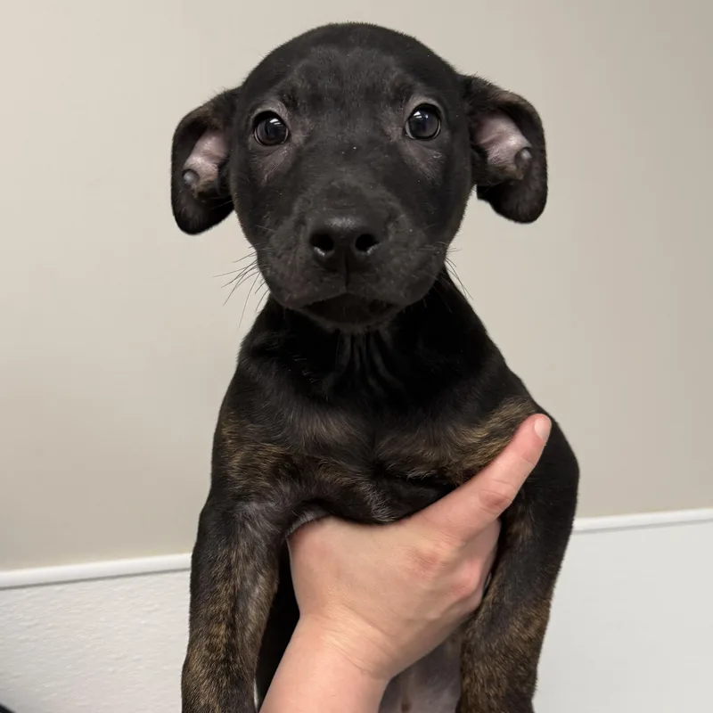 A baby large-sized male Black Mixed Breed dog named Gary for adoption in Detroit, MI