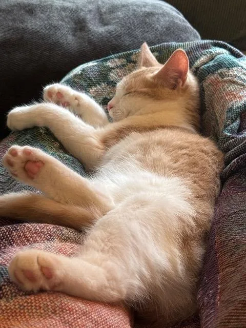 A baby medium-sized female Domestic Short Hair cat named Azure Bluet for adoption in Cincinnati, OH