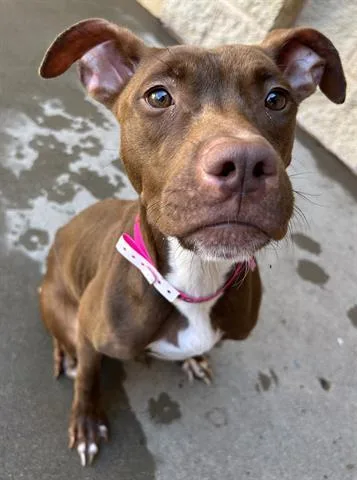 A young medium-sized female Pit Bull Terrier dog named Tot for adoption in Dayton, OH