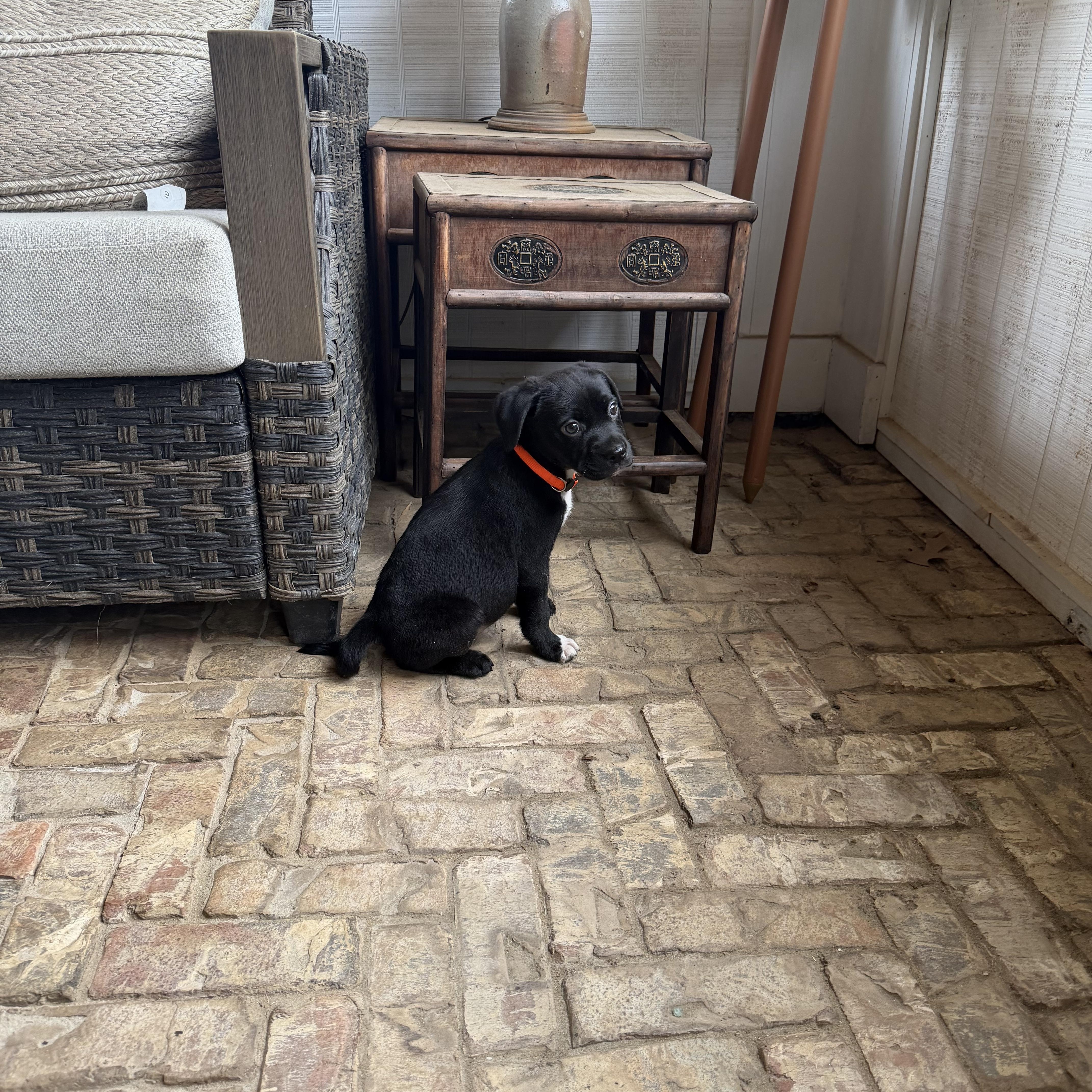 A baby medium-sized male Black Puggle dog named Ottis for adoption in Cordova, TN