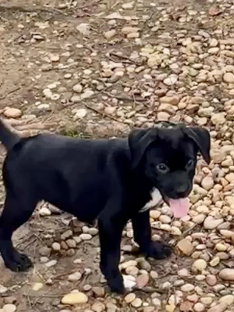 Ottis thumbnail 2