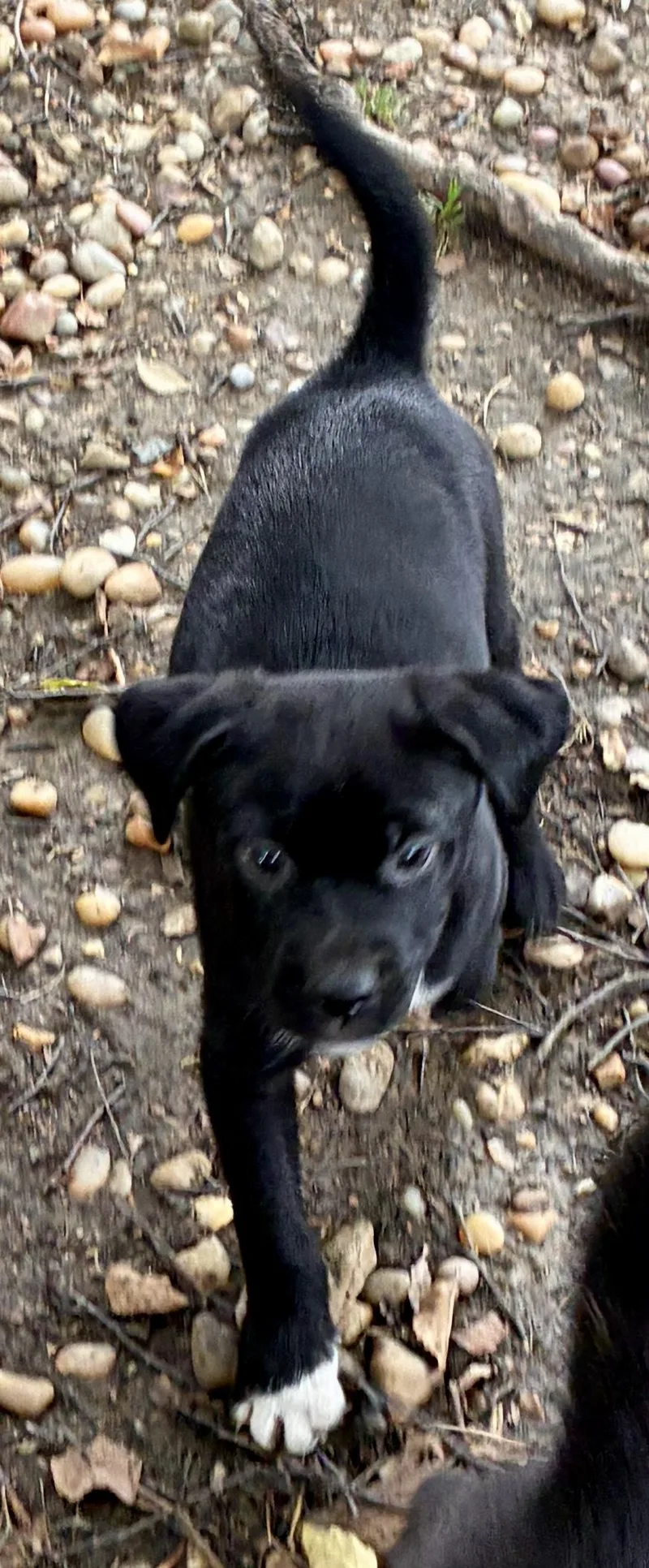 Ottis thumbnail 3