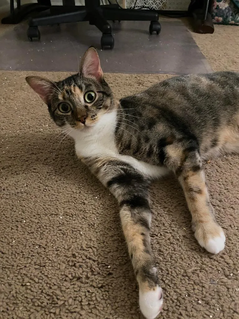 Mama Coco thumbnail 2