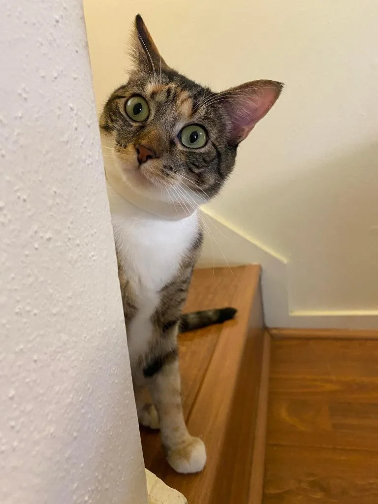 Mama Coco thumbnail 4