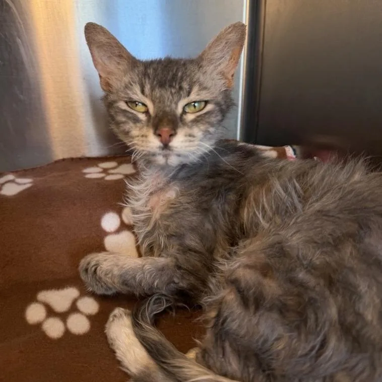 A young medium-sized female Domestic Short Hair cat named Stapes for adoption in Los Angeles, CA