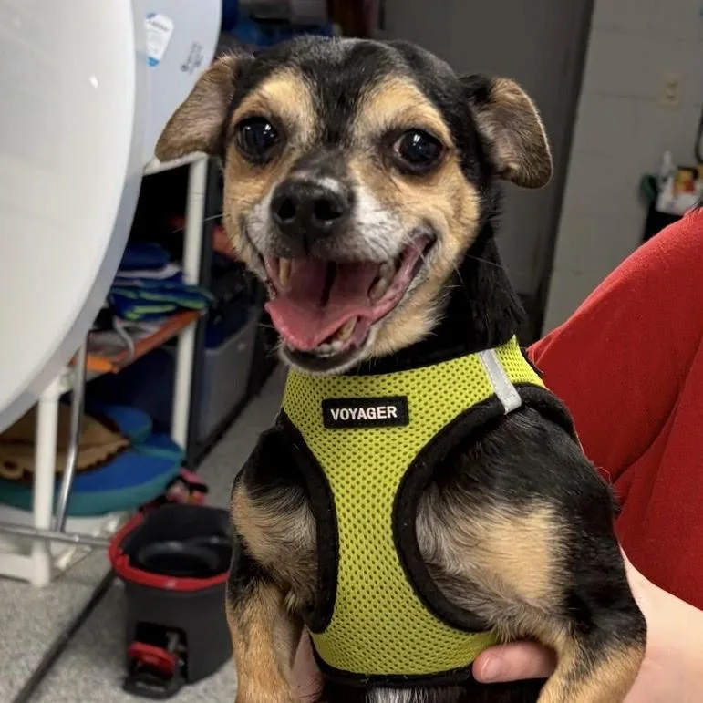 An adult small-sized male Black Chihuahua dog named Ricky for adoption in Normal, IL