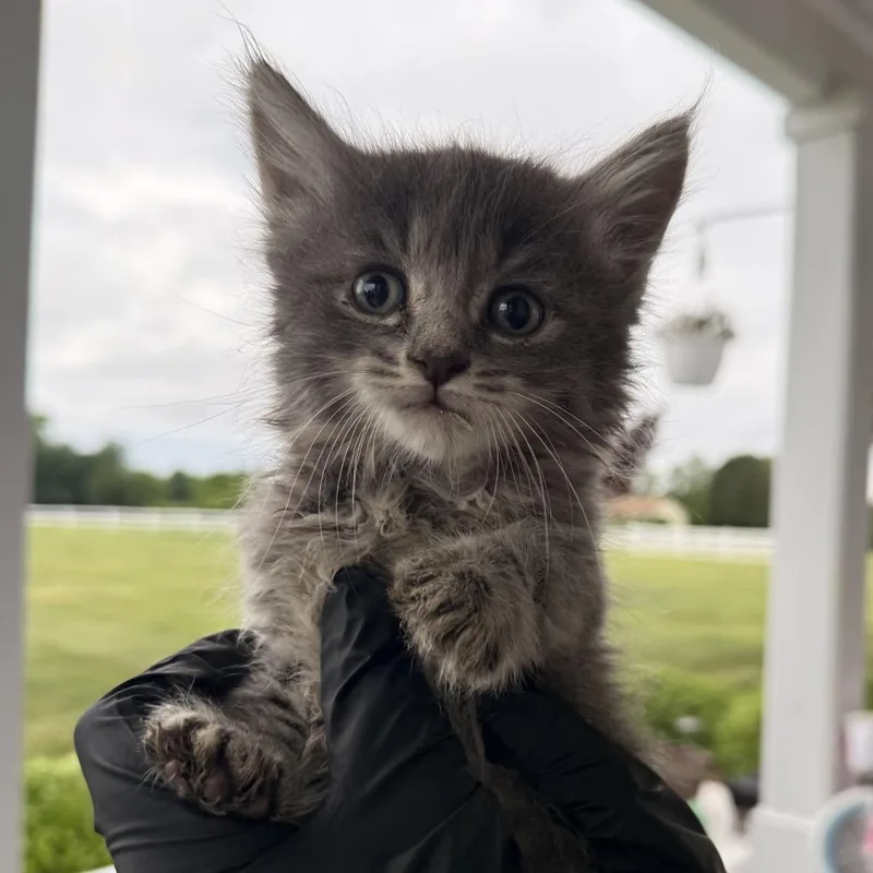 A baby small-sized male Gray / Blue / Silver Domestic Long Hair cat named Token for adoption in Alexandria, VA