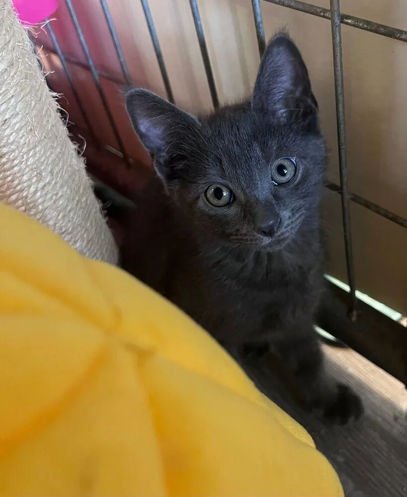 A baby small-sized male Gray / Blue / Silver Domestic Short Hair cat named Nimbus for adoption in McPherson, KS