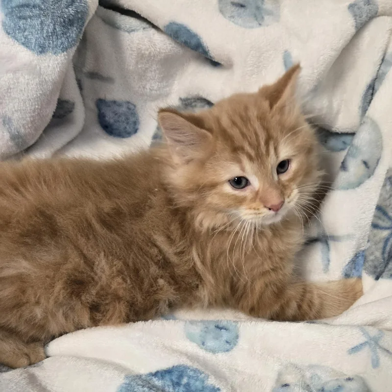 A young medium-sized male Orange & White Domestic Medium Hair cat named Gene for adoption in Xenia , OH