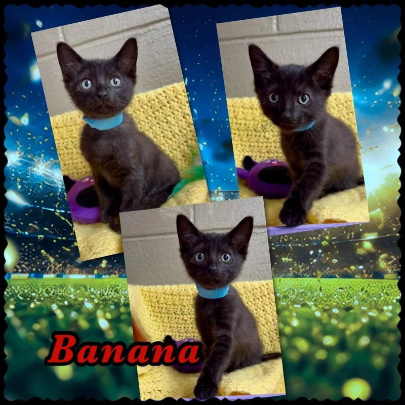 Banana