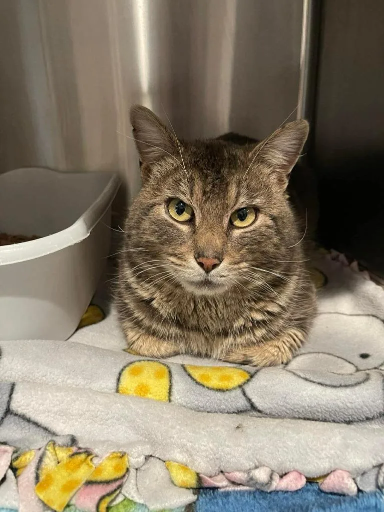 A young medium-sized male Domestic Short Hair cat named Earl Grey for adoption in Ashland, WI
