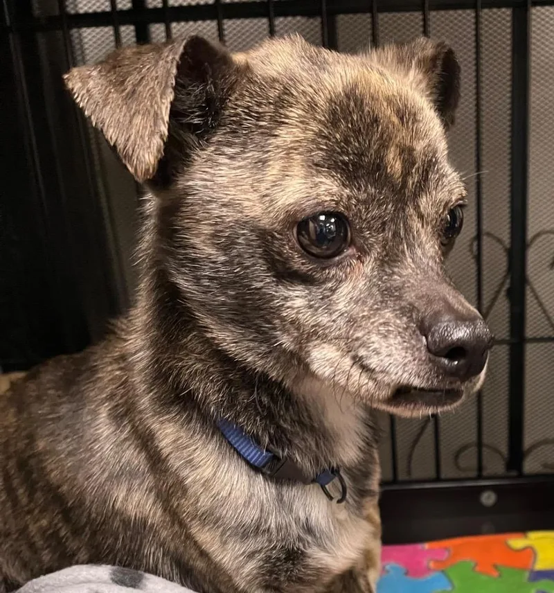 An adult medium-sized male Chihuahua dog named Artie for adoption in Saginaw, MI