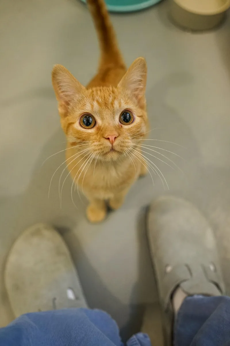 A baby medium-sized male Domestic Short Hair cat named Pumpkinseed for adoption in Jackson, WY
