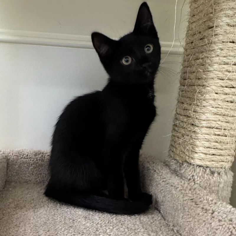 A baby small-sized male Black Tabby cat named Tommy for adoption in East Northport, NY