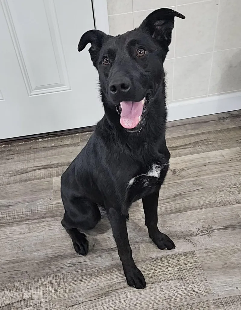 An adult medium-sized female Black Labrador Retriever dog named Ashley for adoption in Hoopeston, IL