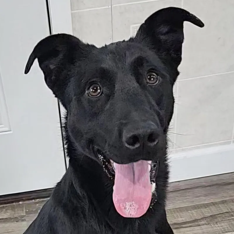 Ashley thumbnail 4