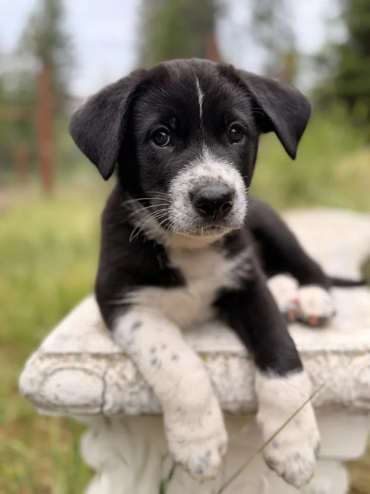 A baby large-sized male Tricolor (Brown, Black, & White) German Shepherd Dog dog named Dill for adoption in Pleasant Hill, CA