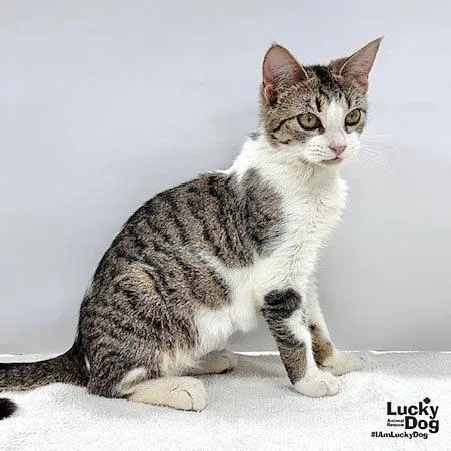 A baby medium-sized female Domestic Short Hair cat named Hulu for adoption in Washington, DC