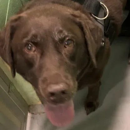A senior extra large-sized female Brown / Chocolate Mixed Breed dog named Maddie for adoption in DeKalb, IL