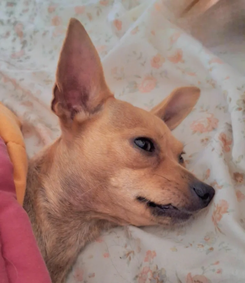 An adult small-sized female Chihuahua dog named Olivina WAT for adoption in Missouri City, TX