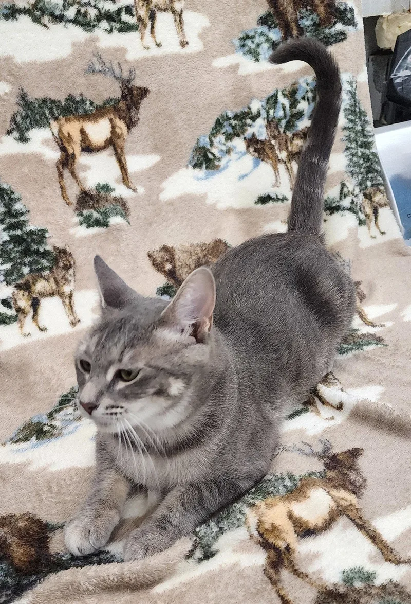 An adult medium-sized female Domestic Short Hair cat named Emerald for adoption in Wetumpka, AL