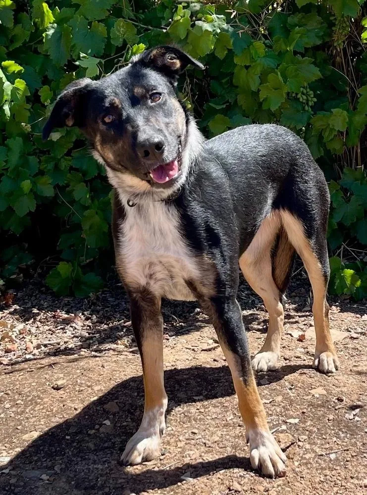 A young medium-sized female Brown / Chocolate Australian Cattle Dog / Blue Heeler dog named Bluebell for adoption in Jamestown, CA